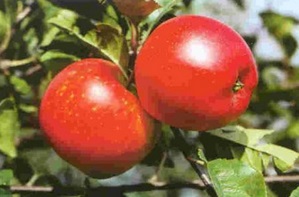 Rubinola® (zimní) - SKLADEM, polokmen, podnož mm106 , dvouletý stromek s korunkou