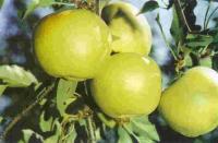 Goldstar®  SKLADEM - čtvrtkmen se zapěstovanou korunkou podnož MM106