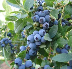 Kanadská borůvka ´Bluecrop´ připravujeme 40-60 cm, kont. 1l l