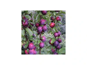 Kolonovidnaja® - SKLADEM - kříženec myrobalánu a švestky,podnož St.Julien 